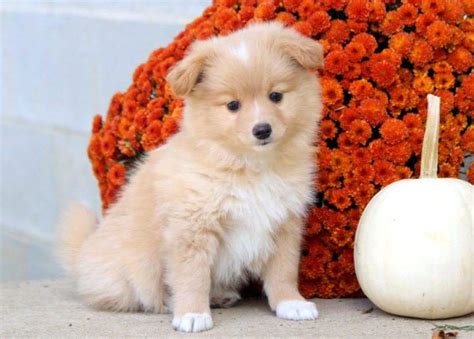 Pomeranian Mix Puppies for Sale - Keystone Puppies