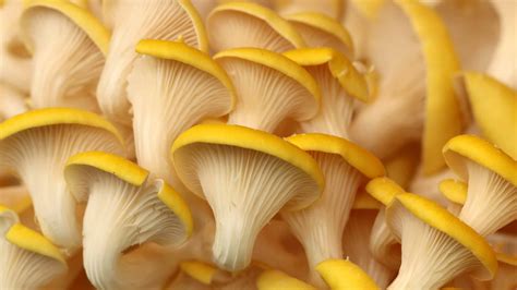 Golden Oyster Mushrooms: A Complete Guide - A-Z Animals