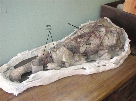 Chinleana: Phytosaur Skull Preparation IV