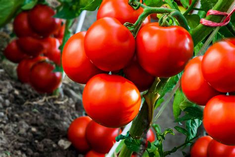 What Are Determinate and Indeterminate Tomatoes?