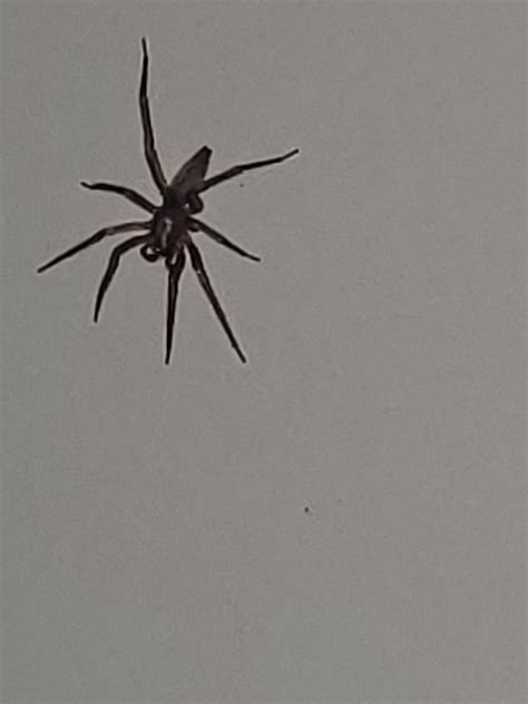 Ohio. Young wolf spider? : r/whatisthisspider