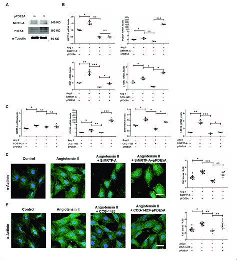 | Phosphodiesterase 5 (PDE5) is essential for myocardin-related ...