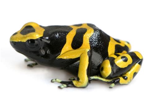 Funny yellow poison dart frog |Funny Animal