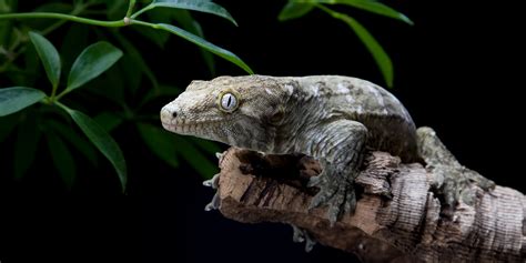 New Caledonian gecko | Smithsonian's National Zoo and Conservation ...