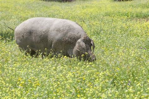 Ranged Freeley Black Iberian Pig in Springtime, Extremadura Stock Photo ...