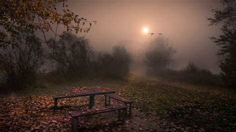 Autumn Park on a Foggy Night - Image Abyss