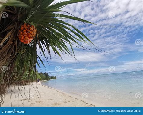 Palm Tree on the Beach with Beautiful Sky Blue in Balambangan Island ...