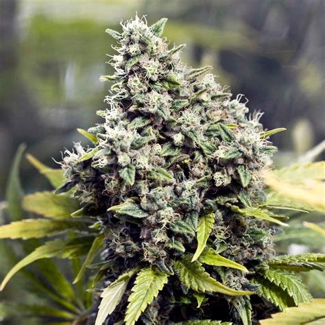 Grapefruit Strain - Growing Tips and Medical Effects | Marijuana Guides