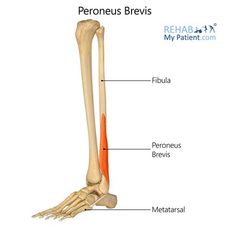 Peroneus Brevis | Rehab My Patient