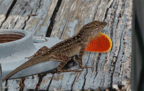 Cuban Brown Anole - Institute of Food and Agricultural Sciences ...