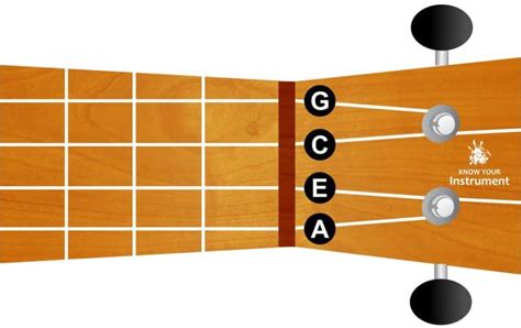 Basic Ukulele Chords For Beginners - Know Your Instrument