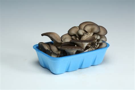 Oyster Mushrooms (Gray) 1 lb Till – Kennett Mushrooms