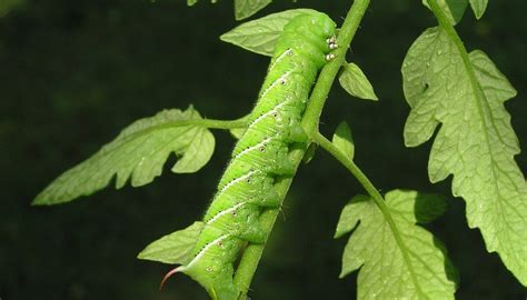 Tomato hornworms (Manduca quinquemaculata) get their name from the long ...