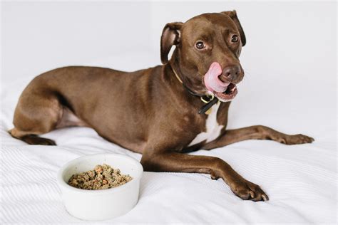 Dog food for Pitbulls | Human grade dog food, Dog food recipes, Dog food delivery