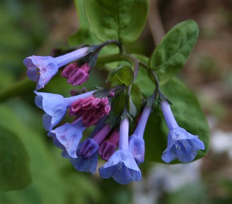 Virginia bluebells April 2019 Wildflower of the month - John Clayton