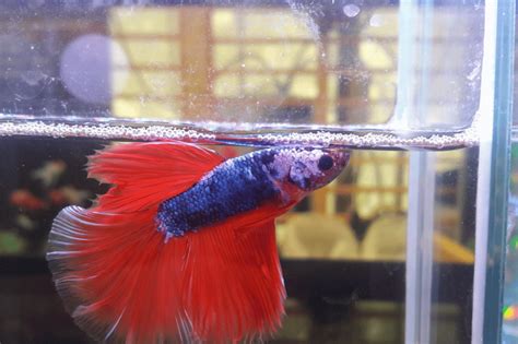 Betta Fish Feeding Schedule: Optimal Timings Unveiled