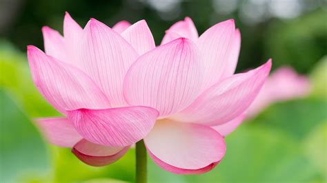 4k wallpapers for mobile flowers #Flower #Flowers #Wallpaper #Wallpapers | Lotus flower images ...