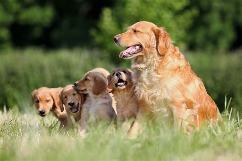 14 Criteria For Finding a Good, Reputable Dog Breeder