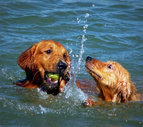 A Delightful Gallery of Dogs Playing in the Water