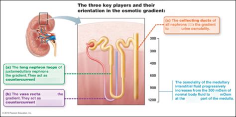 osmotic gradient diagram Diagram | Quizlet