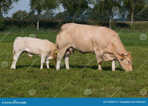 Young Bull Drinking Milk from Cow Stock Photo - Image of animal, mammal: 61030214