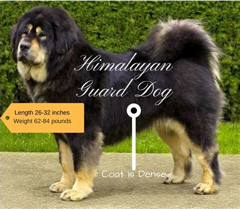 Himalayan Sheepdog Indian Dog Breeds | Dogs, Guard dogs, Dog breeds