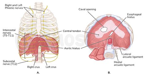 Anatomy of the diaphragm | Osmosis