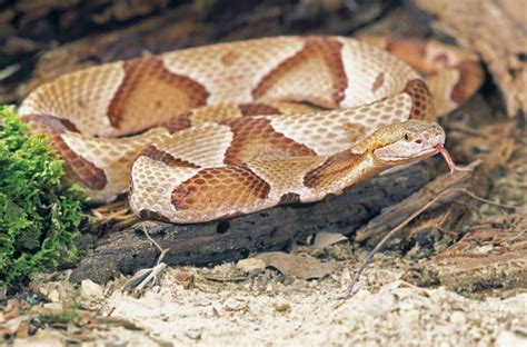 Discover Copperhead Snake Bite - Animals Around The Globe