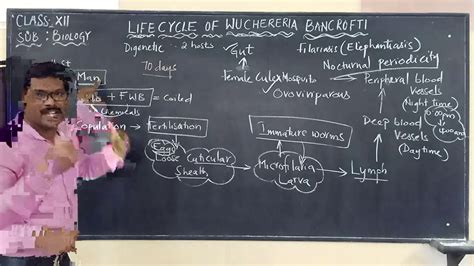 Life cycle of wuchereria bancrofti - YouTube