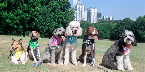 A Weekend in Dog-Friendly Atlanta - Bring Fido