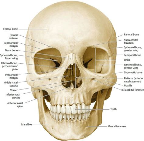 Facial bones and Neurocranium - frontal view Anatomy Bones, Skull Anatomy, Skull Labeled, Med ...