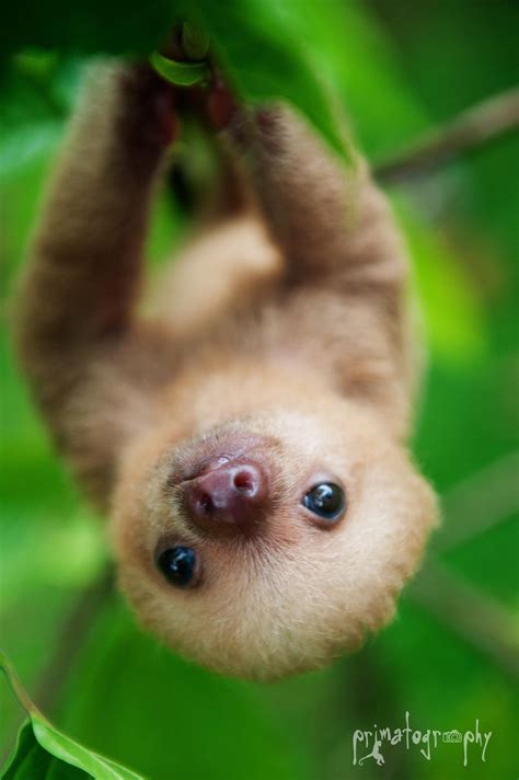 Baby Sloths Wallpapers - Wallpaper Cave