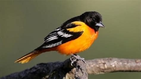 Baltimore Oriole Bird Habits Nesting, Feeding, Migration