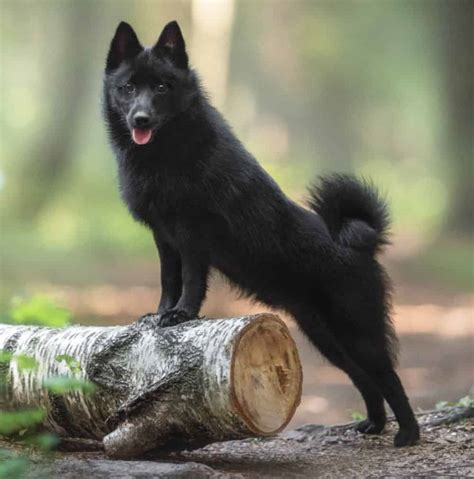 Schipperke dog breed guide: History, personality, care and health