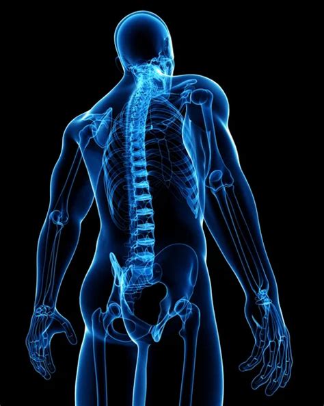 Back pain anatomy Stock Photo by ©pixologic 23690131