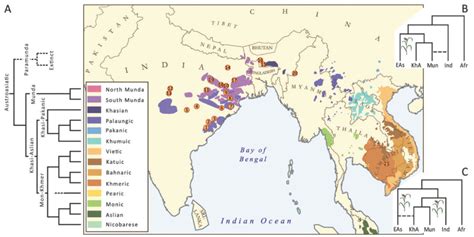 (A) Language tree of the major subgroups of the Austroasiatic (AA)... | Download Scientific Diagram