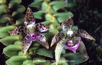 Monteverde, Costa Rica Orchid Garden Photo Gallery