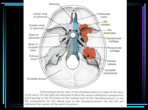 Roentgenology of skull