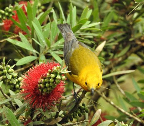 Prothonotary Warbler is a charming spring visitor – Port Isabel-South ...