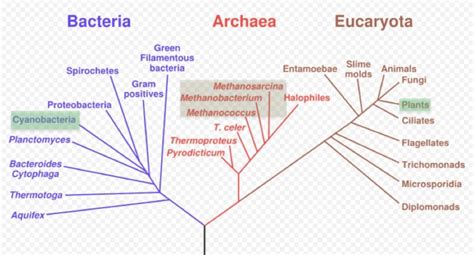 Tree of Life showing the three domains (bacteria, archaea, and... | Download Scientific Diagram