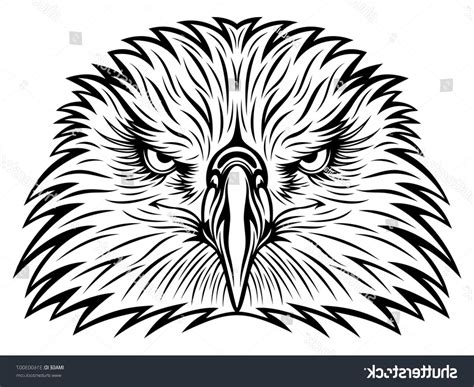 Hawk Head Drawing at PaintingValley.com | Explore collection of Hawk ...