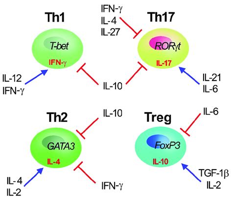 Th1, Th2, Th17, and Treg T CD4+ subset cells. Master transcription ...