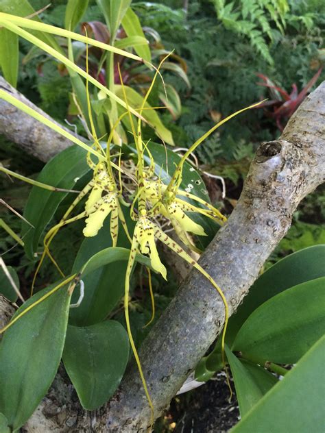 Pin by Michael Mohr on Oahu Home Garden Orchids | Plant leaves, Orchids ...