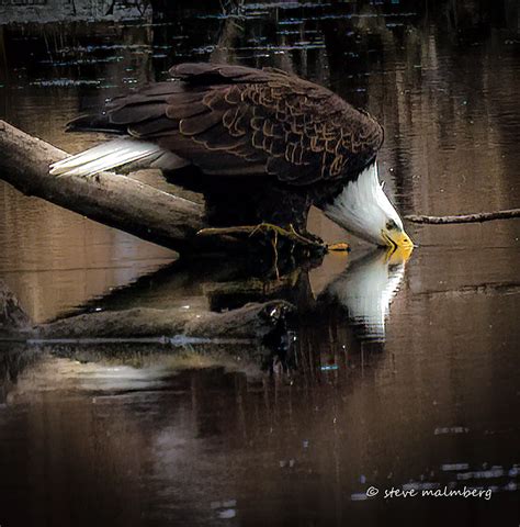 LeClaire Eagle Festival - LeClaire, Iowa