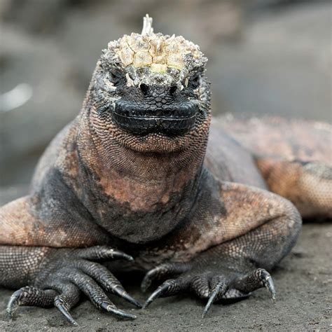 Marine Iguana Amblyrhynchus Cristatus Photograph by Keith Levit / Design Pics - Fine Art America