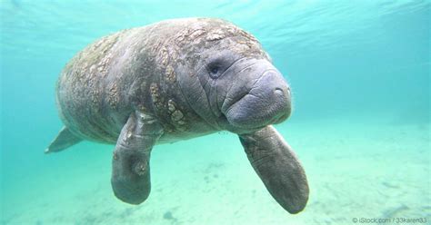 Manatees Are No Longer Endangered, but There's a Downside