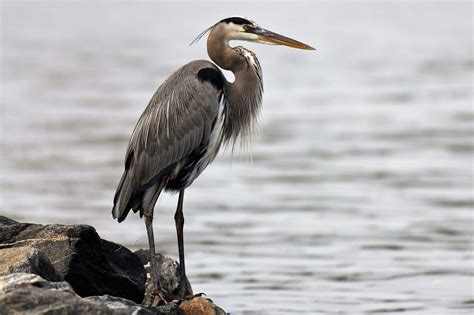 ardea-herodias-3836783_1920 | Zemědělské potřeby M+S s.r.o.