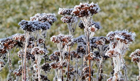 Sedum Winter Care | Plant Addicts