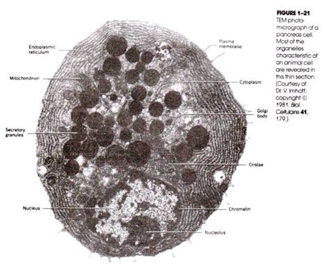 Animal cell, Organelles, Sauna design