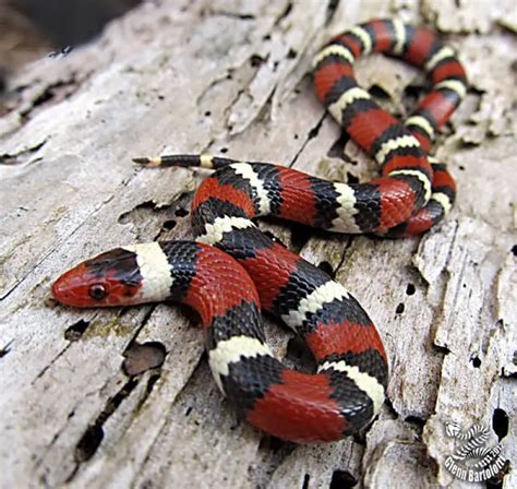 Scarlet Kingsnake - Facts, Diet, Habitat & Pictures on Animalia.bio